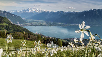 Narzissenwiese mit Blick auf den Genfersee. Foto: Maude Rion, Vaud Promotion